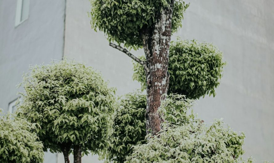 2026年如何使用随机聊天室